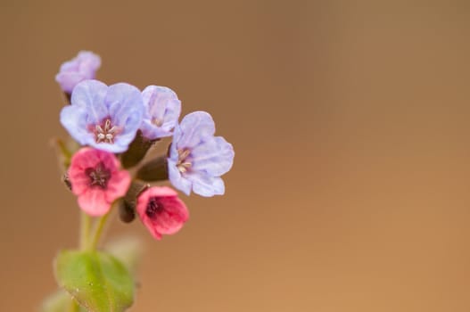 Pulmonaria obscura