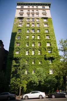 Tall NYC building covered with green ivy.