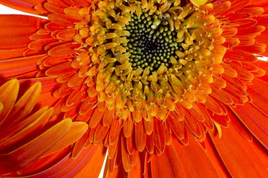 Orange gerbera flowers on a white background