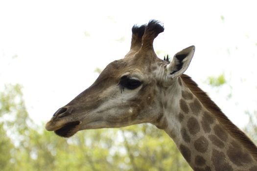 Giraffe in nature on the background of green foliage