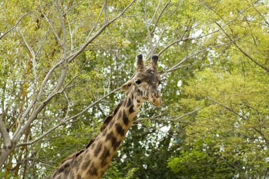 Giraffe in nature on the background of green foliage