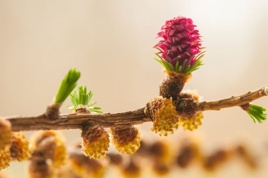 Larch flower