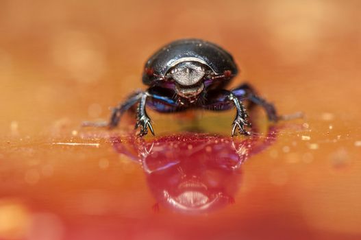 Geotrupes stercorarius