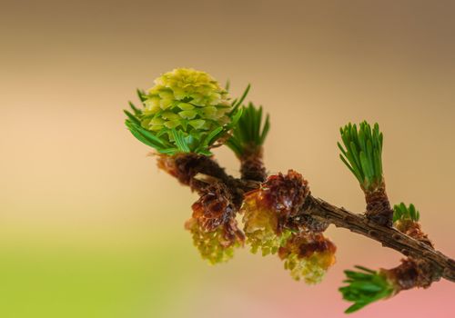 Larch flower