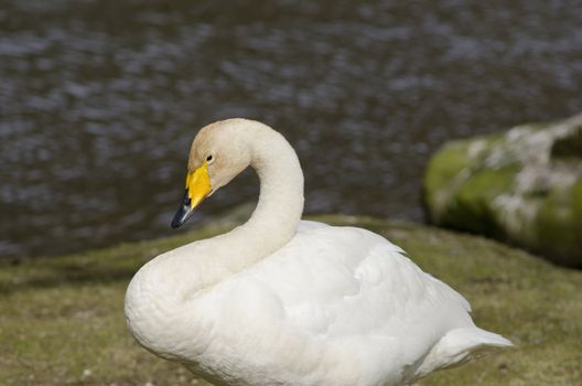 Head and body of a Whooper Swan, Cygnus cygnus, on land