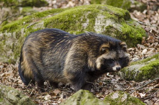 Raccoon dog, Nyctereutes procyonoides, walking on the forest ground