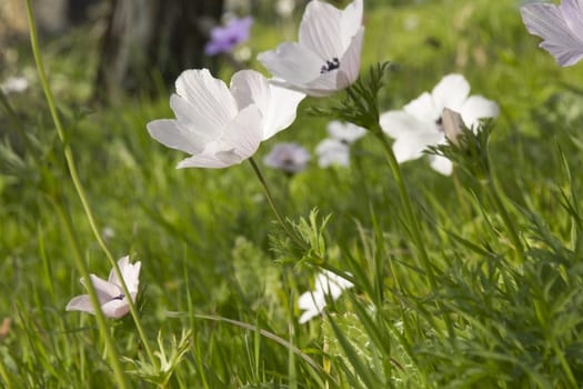 Blooming in the wild nature flowers Crown Anemones ( Anemone Coronaria, Calanit)