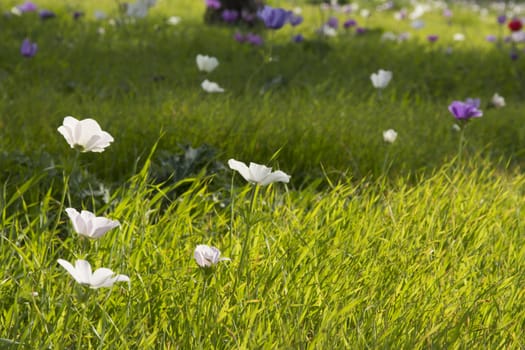 Blooming in the wild nature flowers Crown Anemones ( Anemone Coronaria, Calanit)