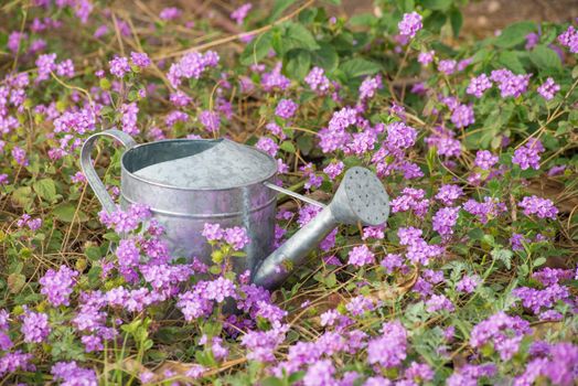 Colorful mauve flower bed in spring with watering can