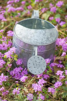 A steel watering can in a flower bed, a gardening concept