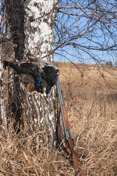 Gun game and black grouse on a background of a birch