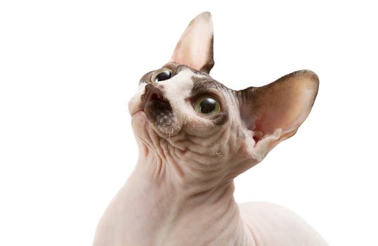 Young cat sphynx isolated on a white background