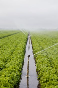 Lettuce Fields in Salinas Valley Irrigated by Sprinkler System