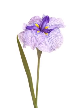 Purple, yellow and white flower of a Japanese iris cultivar (Iris ensata) on a single stem with one leaf isolated against a white background