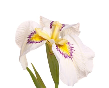 Single flower and leaves of a white, purple and yellow pseudata or eyelash iris flower isolated against a white background. Pseudata irises are hybrids between the European bog plant Iris pseudocorus and the Japanese species Iris ensata and are characterized by eyelash patterns on the falls.