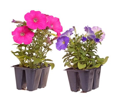 Two packs containing two seedlings of pink- and blue-flowering petunia plants ready for transplanting into a home garden isolated against a white background
