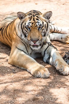 Captured asian bengal tiger in open space in metal chain, taken outdoor on sunny day