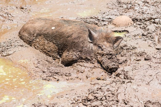 Large dirty black wild pig laying in the mud to cool off from extreme heat