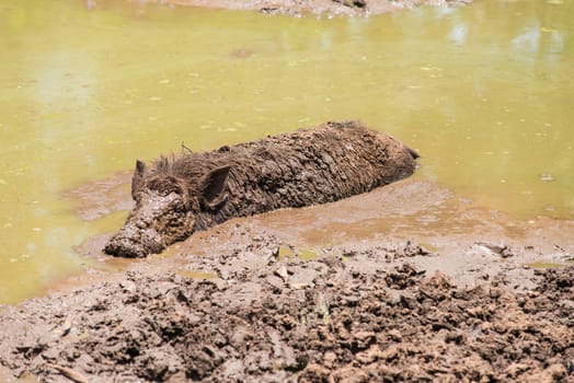 Large dirty black wild pig laying in the mud to cool off from extreme heat