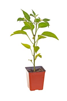 Single seedling of a Jalapeno pepper (Capsicum annuum) in a red plastic pot ready for transplanting into a home garden