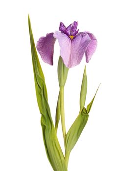 Single flower, leaves and develooing buds of a purple and yellow pseudata r eyelash iris flower isolated against a white background. Pseudata irises are hybrids between the European bog plant Iris pseudocorus and the Japanese species Iris ensata and are characterized by eyelash patterns on the falls.