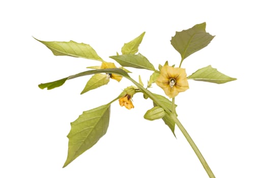 Close-up image of flowers, leaves and developing fruit of a tomatillo (Physalis philadelphica or ixocarpa) isolated against a white background