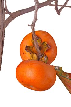 Two ripe fruit of Asian or Japanese persimmon (Diospyros kaki) cultivar Ichi Ki Kei Jiro hanging on the tree isolated against white