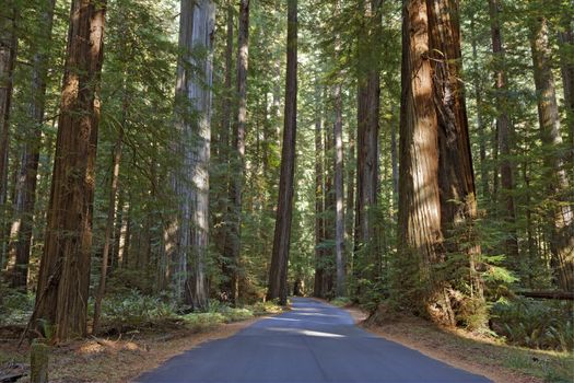 HDR image of Mattole Road winding through a grove of huge coast redwood trees (Sequoia sempervirens) in the Humboldt Redwoods State Park of California