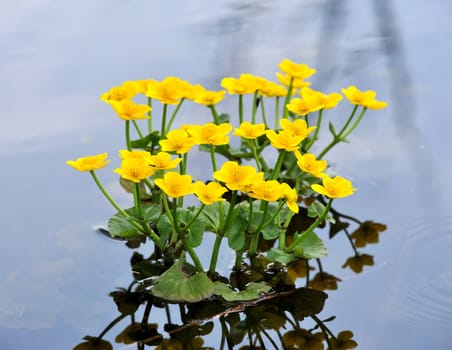 Kingcup or Marsh Marigold (Caltha palustris)
