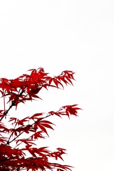 Beautiful maple leaves autumn in white background