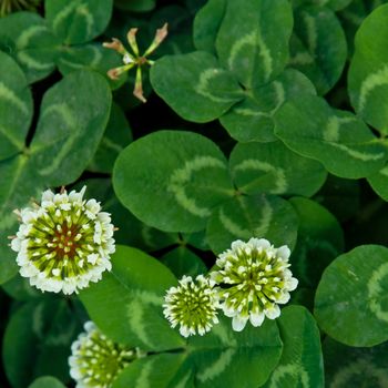 White flower and green leaf for background