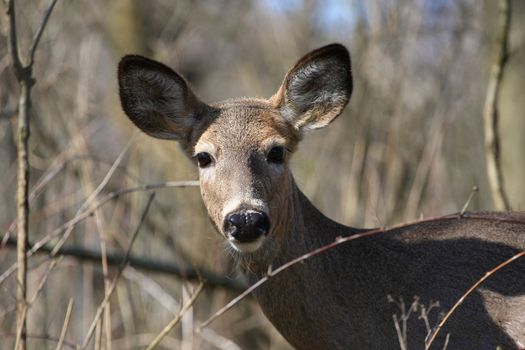 White-tail deer in morning sun body profile looking at camera