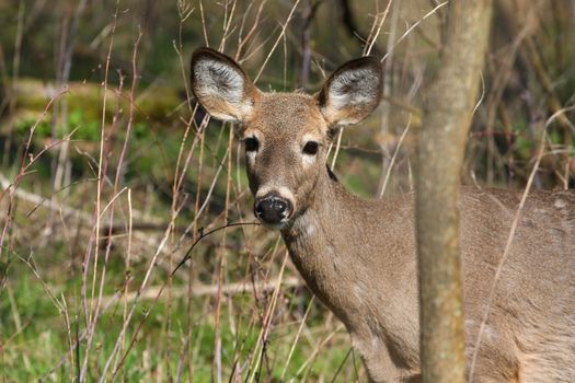 White-tail deer in morning sun body profile looking at camera