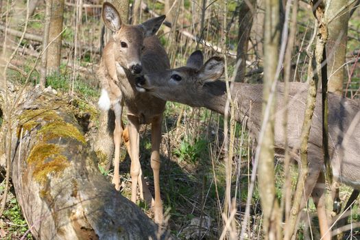 White-tail deer in morning nose to nose greeting