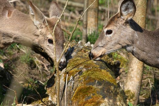 White-tail deer in morning sun feeding on dead tree