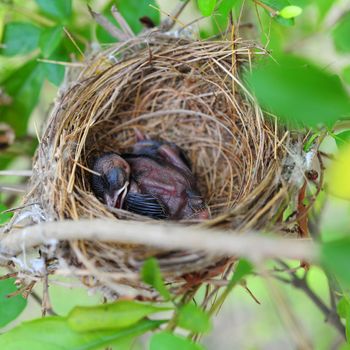 Baby bird sleeping in the nest