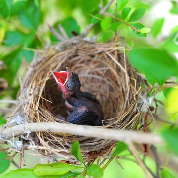 Baby Birds in Nest