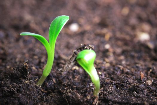 small green seedling in the ground