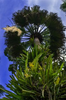 Washingtonia Robusta. Petticoat Palm in Nong Nooch Garden, Pattaya.