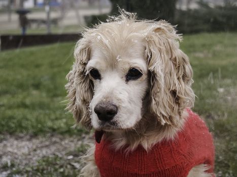 portrait of a cocker female dog at a garden while snowing