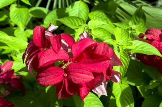 Background of the red-green leaves. Pattaya, Thailand.