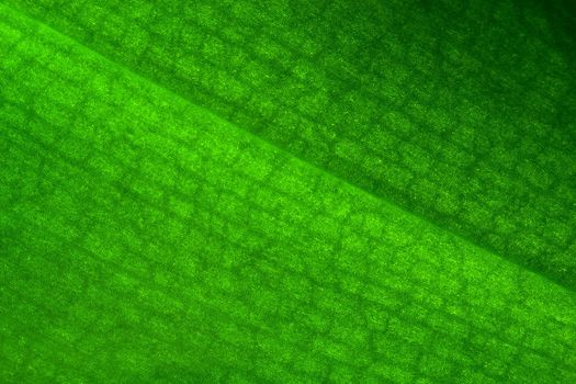 abstract macro background from green leaf orchid close to