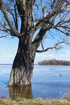 Tree flooded with water due to spring flooding