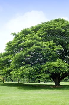 Tree in green park