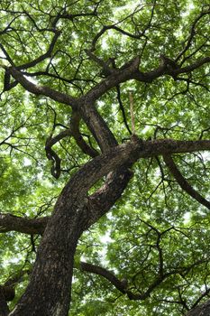 Tree in green park