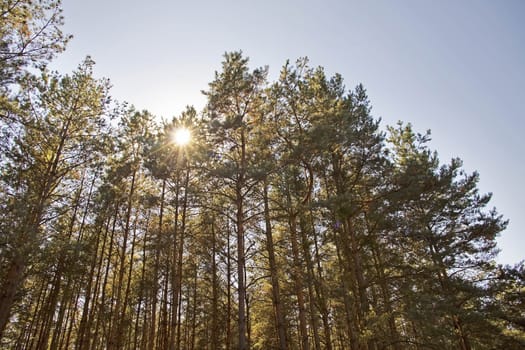 shining sun through the treetops on a cloudless day