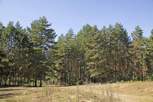 trees in the forest on a sunny day with blue sky