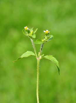 Shaggy soldier (Galinsoga ciliata)