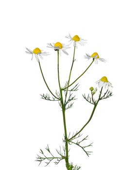 German chamomile (Matricaria chamomilla)