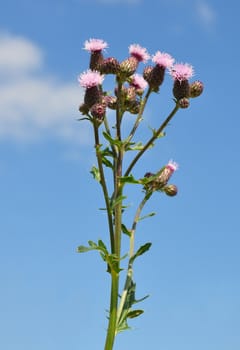 Creeping thistle (Cirsium arvense)